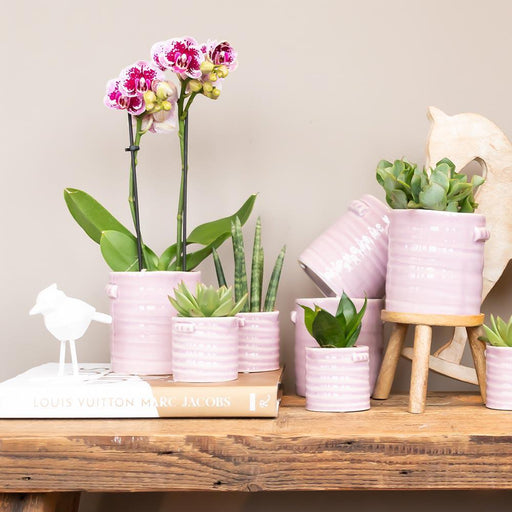 Lyserød Og Violet Orkidé Og Dens Plantekasse - H35Cm, Ø9Cm
