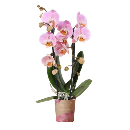 Pink Orkidé - Ø9Cm - Stueplante