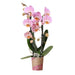 Pink Orkidé - Ø9Cm - Stueplante