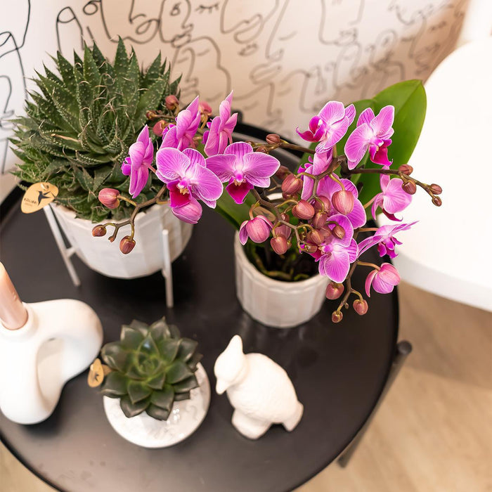 Pink Orkidé - Ø9Cm - Stueplante