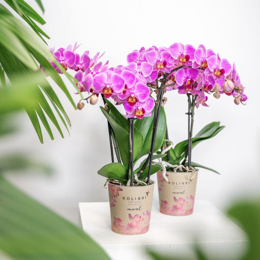 Pink Orkidé - Ø9Cm - Stueplante