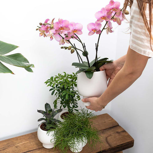 Pink Phalaenopsis Orkidé Med Hvid Potte Scandic