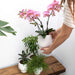 Pink Phalaenopsis Orkidé Med Hvid Potte Scandic