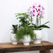 Pink Phalaenopsis Orkidé Med Hvid Potte Scandic