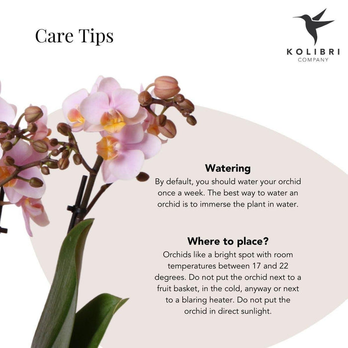 Pink Phalaenopsis Orkidé Med Hvid Potte Scandic