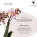 Pink Phalaenopsis Orkidé Med Hvid Potte Scandic