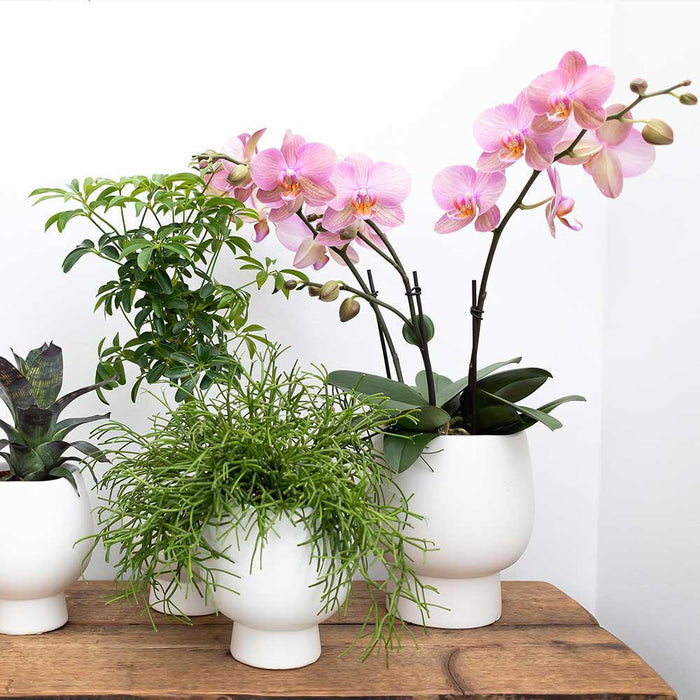 Pink Phalaenopsis Orkidé Med Hvid Potte Scandic