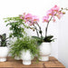 Pink Phalaenopsis Orkidé Med Hvid Potte Scandic