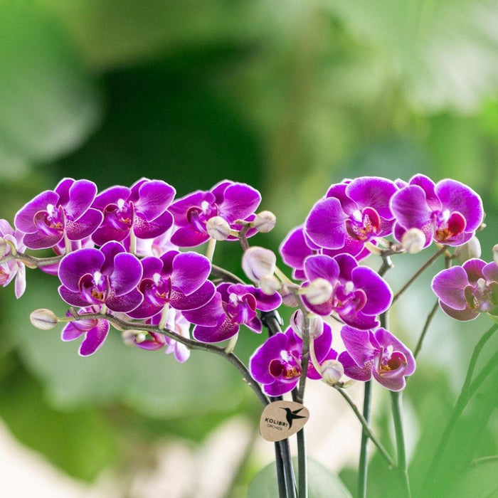 Violet Orkidé Og Dens Plantekasse - H35Cm, Ø9Cm