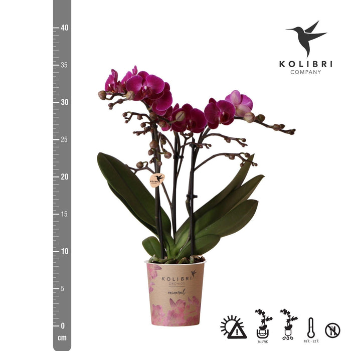 Violet Orkidé Og Dens Plantekasse - H35Cm, Ø9Cm