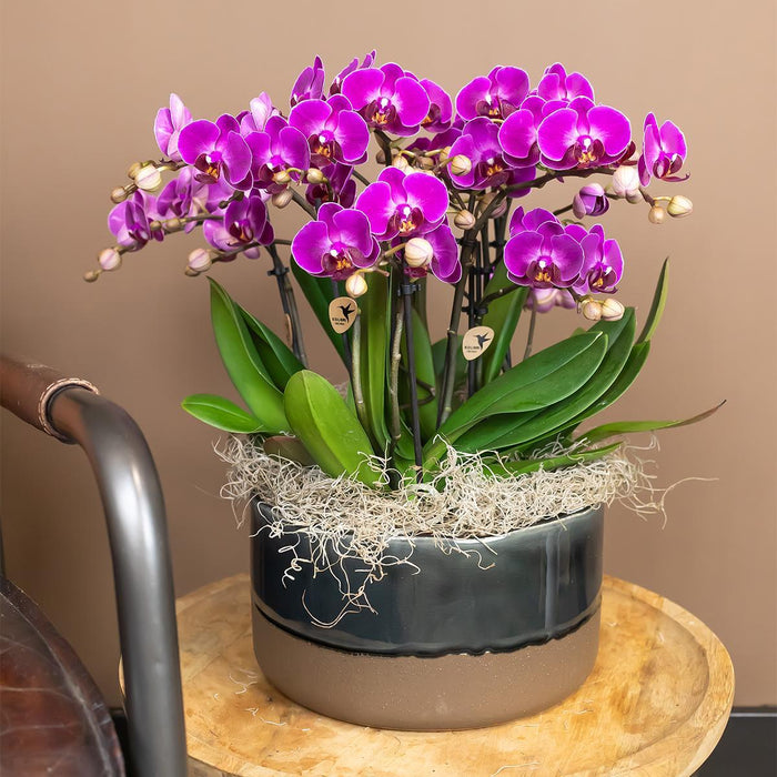 Violet Orkidé Og Dens Plantekasse - H35Cm, Ø9Cm