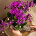 Violet Orkidé Og Dens Plantekasse - H35Cm, Ø9Cm