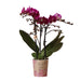 Violet Orkidé Og Dens Plantekasse - H35Cm, Ø9Cm