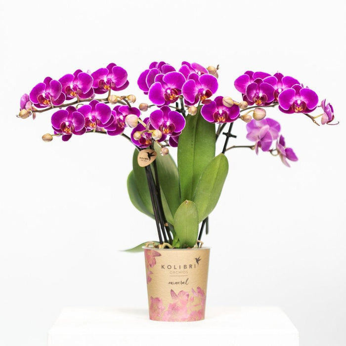 Violet Orkidé Og Dens Plantekasse - H35Cm, Ø9Cm