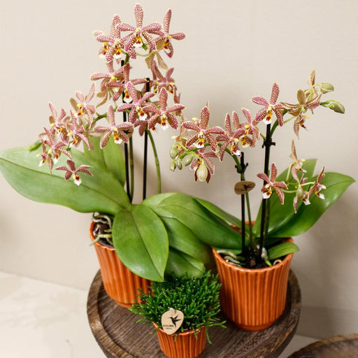 Edderkop Orkidé Og Retro Terracotta Pot