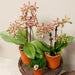 Edderkop Orkidé Og Retro Terracotta Pot