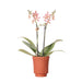 Edderkop Orkidé Og Retro Terracotta Pot
