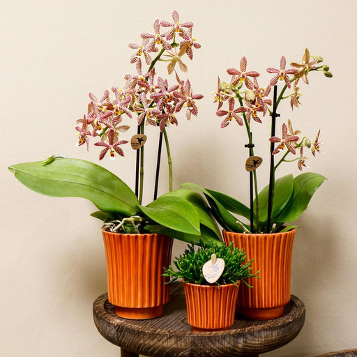 Edderkop Orkidé Og Retro Terracotta Pot