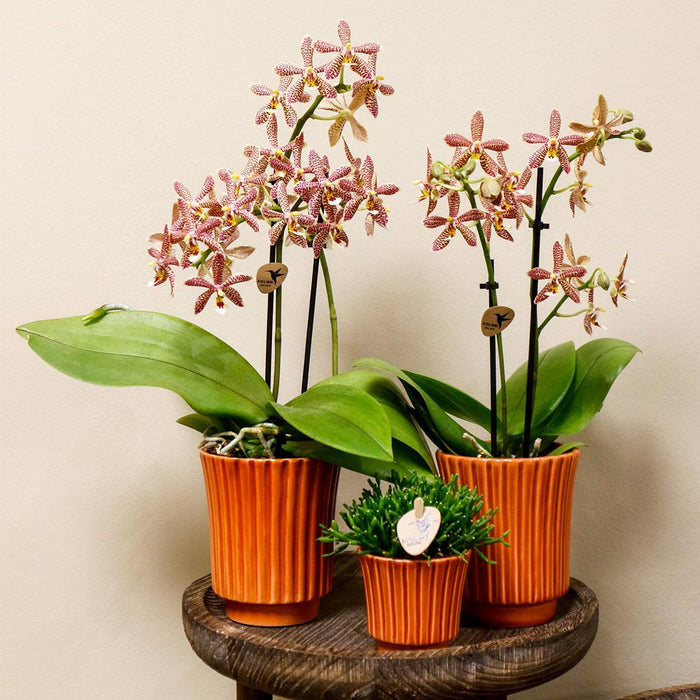 Edderkop Orkidé Og Retro Terracotta Pot