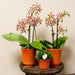 Edderkop Orkidé Og Retro Terracotta Pot