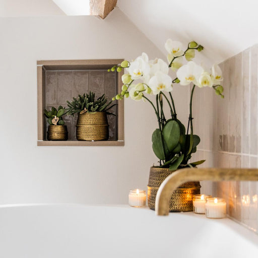 Hvid Phalaenopsis Orchid Med Sølv Groove Pot