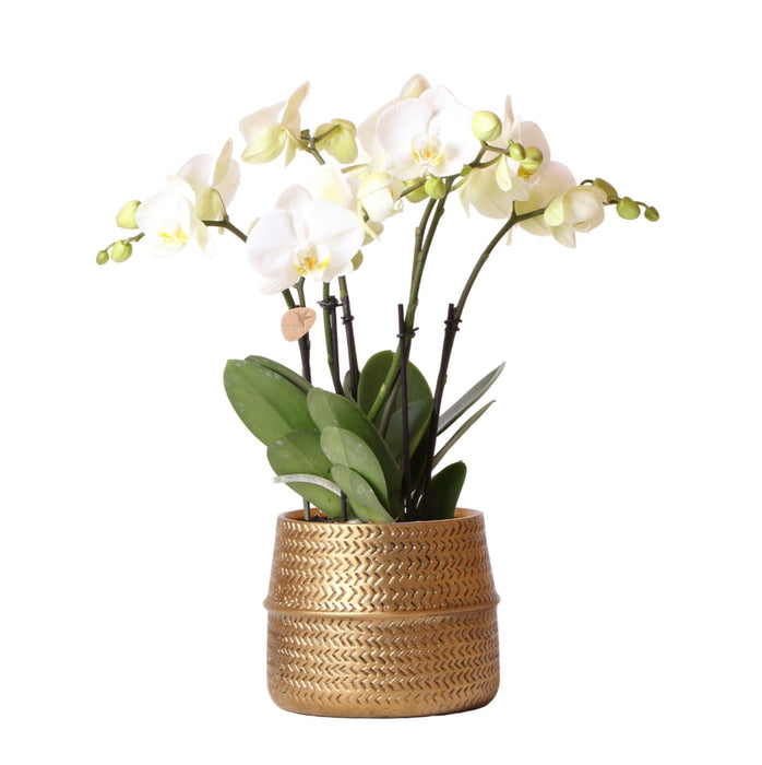 Hvid Phalaenopsis Orchid Med Sølv Groove Pot