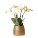 Hvid Phalaenopsis Orchid Med Sølv Groove Pot