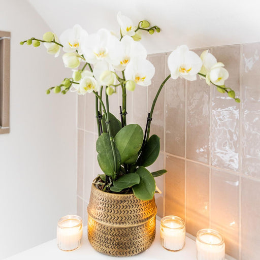 Hvid Phalaenopsis Orchid Med Sølv Groove Pot