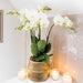 Hvid Phalaenopsis Orchid Med Sølv Groove Pot