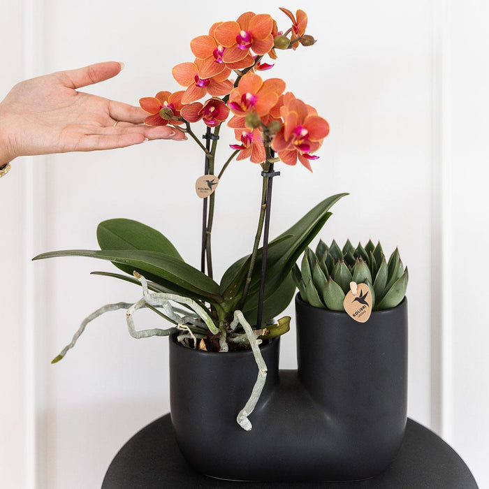 Orkidé Og Sukkulent I Sort Pot Design