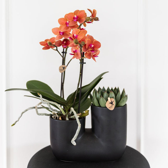 Orkidé Og Sukkulent I Sort Pot Design