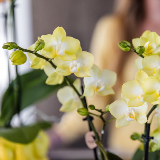Gul Phalaenopsis Orchid I Citrus Pot