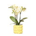 Gul Phalaenopsis Orchid I Citrus Pot