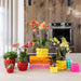 Gul Phalaenopsis Orchid I Citrus Pot