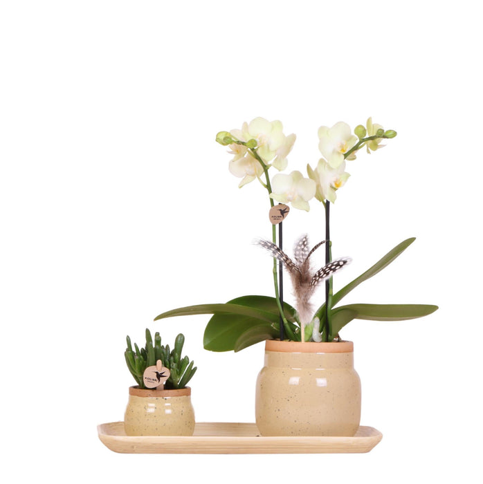 Gul Orkidé Og Grøn Plante I Vintage Kakipotter På Bambusbakke