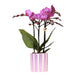 Violet Phalaenopsis Orchid 'Vienna' + Lilla Stribet Potte