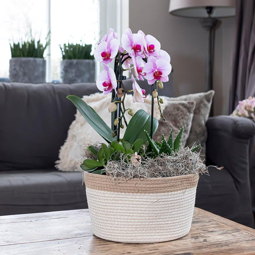 Pink Niagara Fall Orchid - Potted Phalaenopsis - Stueplante