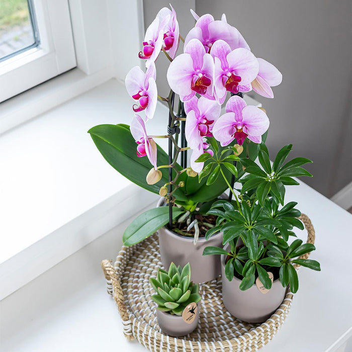 Pink Niagara Fall Orchid - Potted Phalaenopsis - Stueplante