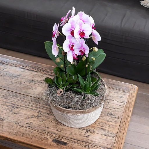 Pink Niagara Fall Orchid - Potted Phalaenopsis - Stueplante