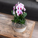 Pink Niagara Fall Orchid - Potted Phalaenopsis - Stueplante