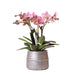 Pink Treviso Orchid I Silver Groove Pot