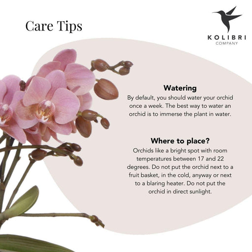 Pink Treviso Orchid I Silver Groove Pot