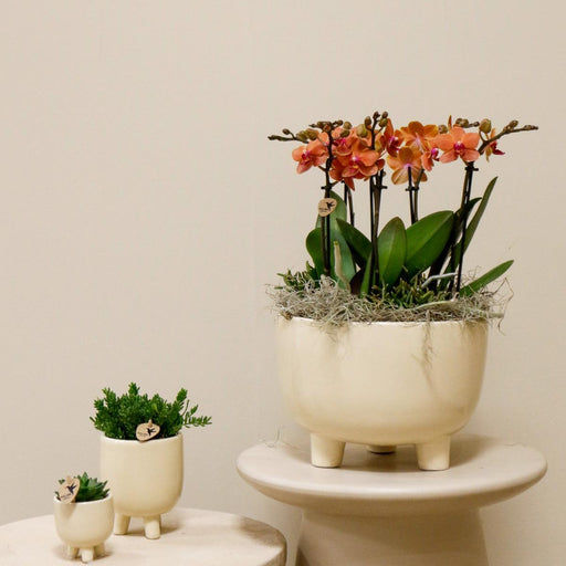 Orange Orkideer I Skål Med Rhipsalis Og Vandbeholder