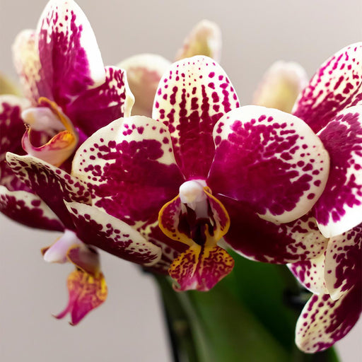 Phalaenopsis & Rhipsalis Orkideer På Gylden Bakke