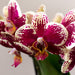 Phalaenopsis & Rhipsalis Orkideer På Gylden Bakke