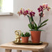 Phalaenopsis & Rhipsalis Orkideer På Gylden Bakke