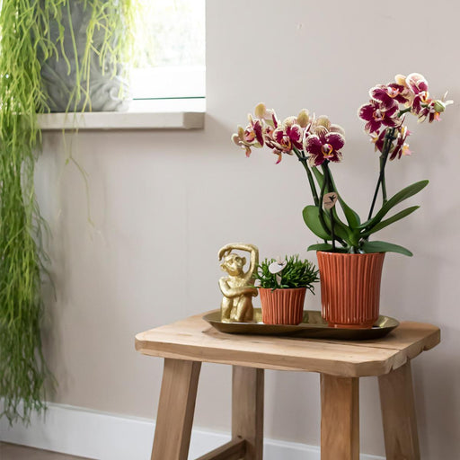Phalaenopsis & Rhipsalis Orkideer På Gylden Bakke