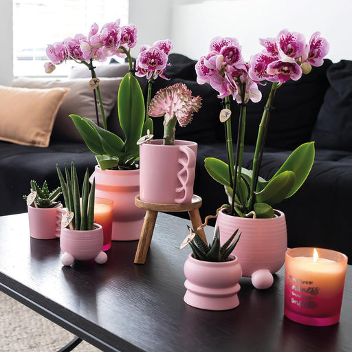 Pink Lilla Phalaenopsis Orkideer - Sæt Med 2