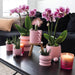 Pink Lilla Phalaenopsis Orkideer - Sæt Med 2