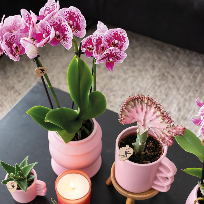 Pink Lilla Phalaenopsis Orkideer - Sæt Med 2